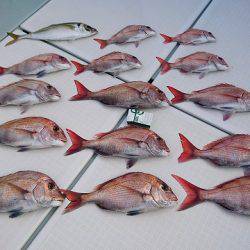 フィッシングボートACE(エース) 釣果