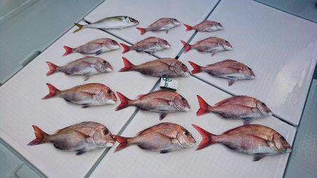 フィッシングボートACE(エース) 釣果