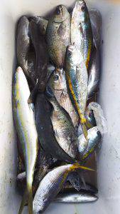 伊豆下田フィッシング 釣果