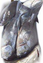 伊豆下田フィッシング 釣果