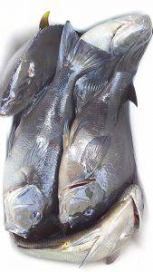 伊豆下田フィッシング 釣果