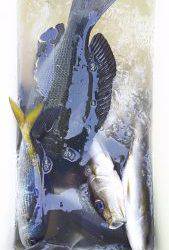 伊豆下田フィッシング 釣果