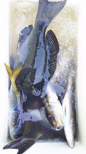 伊豆下田フィッシング 釣果