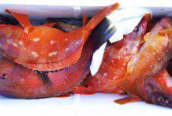 伊豆下田フィッシング 釣果