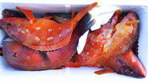 伊豆下田フィッシング 釣果