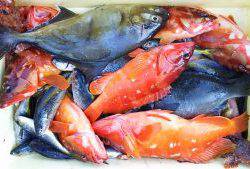 伊豆下田フィッシング 釣果