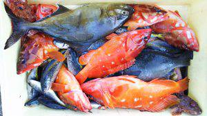 伊豆下田フィッシング 釣果