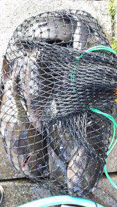 伊豆下田フィッシング 釣果