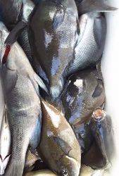 伊豆下田フィッシング 釣果