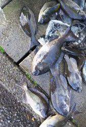 伊豆下田フィッシング 釣果