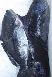 伊豆下田フィッシング 釣果