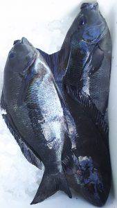 伊豆下田フィッシング 釣果