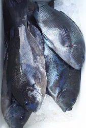 伊豆下田フィッシング 釣果