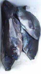 伊豆下田フィッシング 釣果