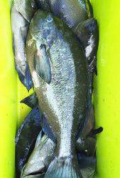 伊豆下田フィッシング 釣果