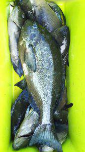 伊豆下田フィッシング 釣果