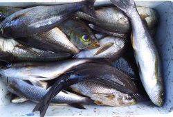 伊豆下田フィッシング 釣果