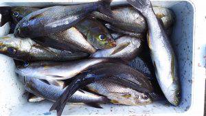 伊豆下田フィッシング 釣果