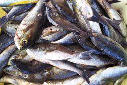 伊豆下田フィッシング 釣果