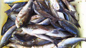 伊豆下田フィッシング 釣果