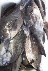 伊豆下田フィッシング 釣果