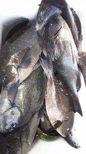 伊豆下田フィッシング 釣果