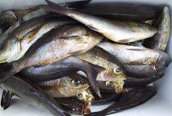 伊豆下田フィッシング 釣果