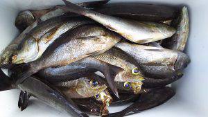 伊豆下田フィッシング 釣果