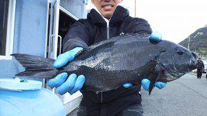 伊豆下田フィッシング 釣果