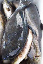 伊豆下田フィッシング 釣果