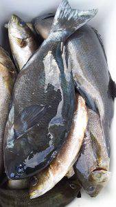 伊豆下田フィッシング 釣果