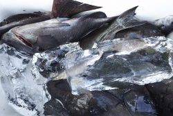 伊豆下田フィッシング 釣果