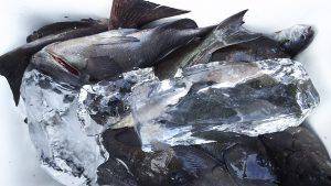 伊豆下田フィッシング 釣果