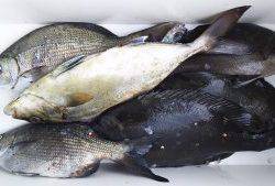 伊豆下田フィッシング 釣果