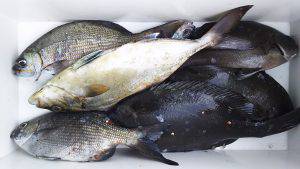 伊豆下田フィッシング 釣果