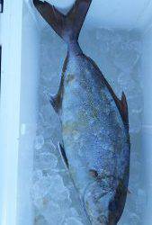 伊豆下田フィッシング 釣果