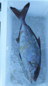 伊豆下田フィッシング 釣果