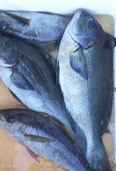 伊豆下田フィッシング 釣果