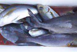 伊豆下田フィッシング 釣果