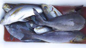 伊豆下田フィッシング 釣果