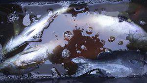 伊豆下田フィッシング 釣果