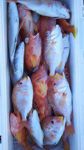 伊豆下田フィッシング 釣果