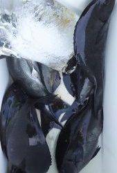 伊豆下田フィッシング 釣果