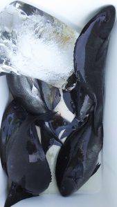 伊豆下田フィッシング 釣果