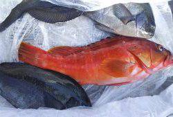 伊豆下田フィッシング 釣果