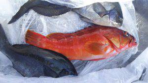 伊豆下田フィッシング 釣果