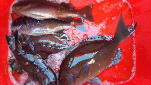 伊豆下田フィッシング 釣果