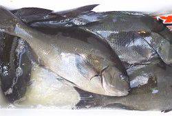 伊豆下田フィッシング 釣果