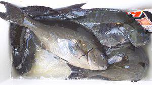 伊豆下田フィッシング 釣果