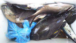 伊豆下田フィッシング 釣果